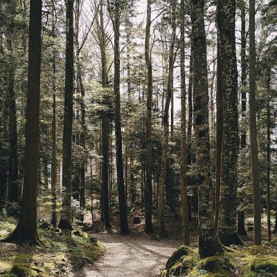 Lichtdurchfluteter Waldweg – Symbol für Reiki in Bern, Ankommen und Erdung